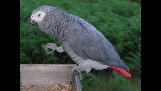 African Grey Parrot [upl. by Agnesse]