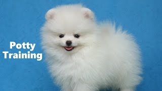 How To Potty Train A Pomeranian Puppy  Pomeranian House Training Tips  Pomeranian Puppies [upl. by Prager]