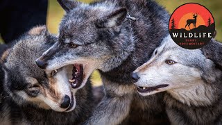 Gray Wolf Fun Facts [upl. by Hagai]