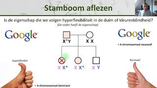 Bio  Stambomen  Maken en aflezen  Erfelijkheid 5 [upl. by Lek567]