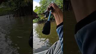 umpan udang hidup fishing mancing umpanjitu livebaitfishing umpanudang [upl. by Rebe]