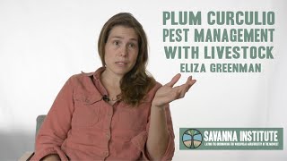 Plum Curculio Pest Management with Livestock in Orchards  Eliza Greenman [upl. by Aitetel479]