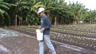 Ladybug Daylilies Fall Planting 2009 Part 12 [upl. by Karon]