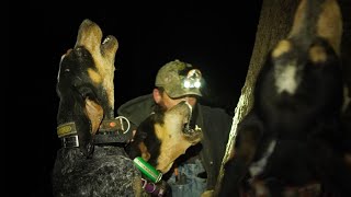 Bluetick Coonhounds Treeing raccoon [upl. by Esyned665]