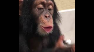 This chimpanzee loves to make bubble [upl. by Hayne]