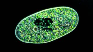 Amazing Microscopic video Paramecium Bursaria showing symbiosis with green algae [upl. by Keligot]