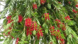 how to grow Bottle brush in hindi and urdu  بوتل برش کا درخت لگانے کا طریقہ [upl. by Christa]