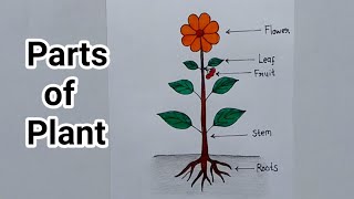 How to draw a plant easy Draw parts of plant Plant drawing [upl. by Iren218]