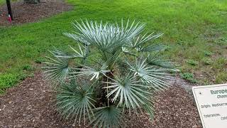 Chamaerops humilis quotceriferaquot  The Silver Mediterranean Fan Palm from Morocco [upl. by Agna]