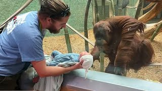 The Orangutan wanted to see the baby ❤️ Funniest Monkey Videos [upl. by Caldera]