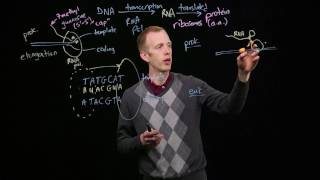 Protein Synthesis  Part 1  Transcription and eukaryotic mRNA processing [upl. by Nomaj]