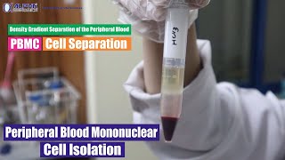 Peripheral Blood Mononuclear Cell Isolation  Density Gradient Separation of the Peripheral Blood [upl. by Rozanne967]