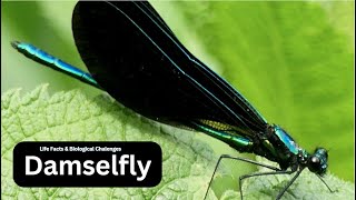 Understanding Damselfly Behavior Mating Feeding and Migration [upl. by Egiarc744]