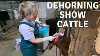 Dehorning Show Cattle [upl. by Towney]