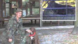 Americas Best Trained amp Obedient Catch Dogs [upl. by Yona]