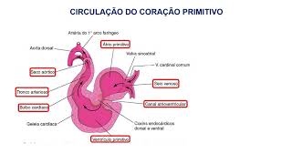 12 EMBRIOLOGIA DO SISTEMA CARDIOVASCULAR [upl. by Ellennod482]