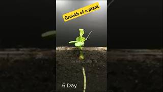 Growth of a plant😮😮plants funny video reels cute green growth [upl. by Lancey]