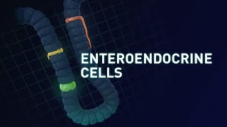 Marking of Enteroendocrine Cells [upl. by Hteb]