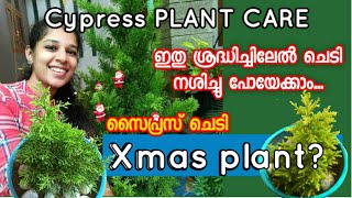 Cypress plant care  Xmas tree   സൈപ്രസ് ട്രീ  Gardening Malayalam  shilpazz Thattikootu [upl. by Harim240]