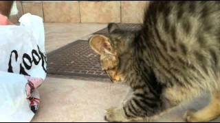 Cute Tabby Kitten meowing begging for Chicken [upl. by Fontes]