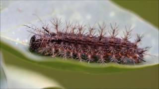 Saturniidae Hemileucinae Dirphia [upl. by Akinimod]