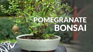 Making a Pomegranate Bonsai tree [upl. by Moclam]