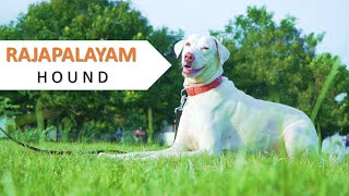 Rajapalayam Hound  Sight Hound  Shikkar Hound  Polygar Hound  Ghost Hound I Dogs [upl. by Lashar]