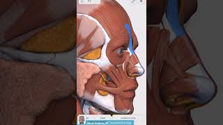 Visual Anatomy 3D  Facts about the Procerus muscle [upl. by Airtemak]