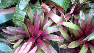 Vriesea bromeliads explained care and growing of vriesea broms [upl. by Anitnahs]