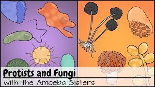 Protists and Fungi [upl. by Eeladnerb]