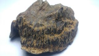 2017 Agarwood For Life [upl. by Yelsha]