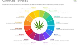 Terpenes and what they can do for your life [upl. by Klaus948]