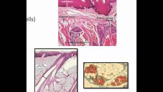 Unicellular and multicellular exocrine epithelial glands [upl. by Alilak]