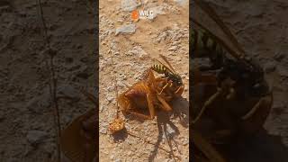 la guêpe🐝 vs le cafard 🪳 morocco insectes [upl. by Natsuj]