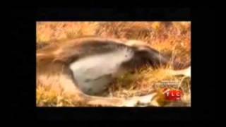 Fake Hunt On Sarah Palins Alaska [upl. by Artinahs407]