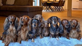 Dachshund Around The World Sausage Dogs Videos Playful Puppies Funny Dogs Videos Cute wiener Videos [upl. by Hetty]