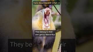 Facts About Mandrill  Part 2 shorts mandrill baboon monkey oldworldmonkey wildanimals [upl. by Harness]