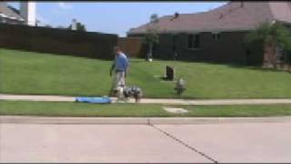 Dallas Dog Training All Dogs Unleashed [upl. by Eiramasil239]