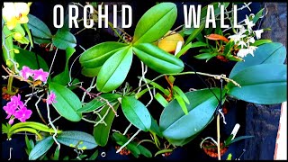 Making an Orchid Wall  DIY Living Plant Wall in a UK Conservatory  Phalaenopsis Wall Feature [upl. by Leeda]