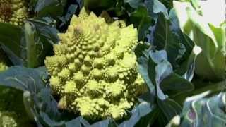 chou Romanesco [upl. by Aihtak]