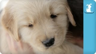 Cuddle With A Golden Retriever Puppy [upl. by Assanav]