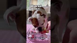 If you waited YOU love dogs 😍 dogsofyoutube shorts bulldog [upl. by Neddie]