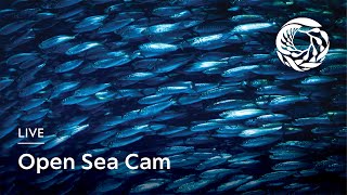 Live Open Sea Cam  Monterey Bay Aquarium [upl. by Rehpotsyrhc]