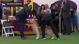 Golden Retriever  Breed Judging 2020 [upl. by Lamont]