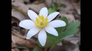 Plant portrait  Bloodroot Sanguinaria canadensis [upl. by Remle]