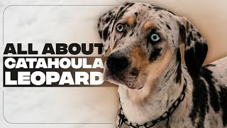 Catahoula Leopard Dog All About The remarkably versatile working dogs [upl. by Somisareg]