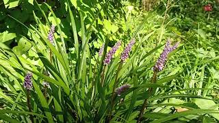 lespedeza liriope zephyranthus és a többiek [upl. by Qidas]