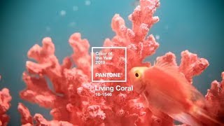 Tollens et Pantone®  Couleur de lannée 2019 [upl. by Atkins]