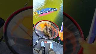 Catching a Big Carp Fishing😳🐟🎣 Its morning time 🎣🎣shortvideo fishing hookfishing viral [upl. by Andersen521]