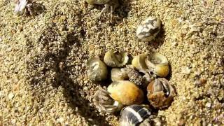 Paguroidea  hermit crab  Einsiedlerkrebs in Action red sea [upl. by Leugim]